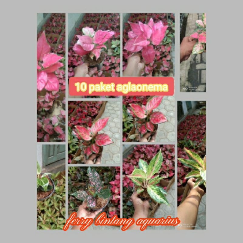 paket 10 aglonema