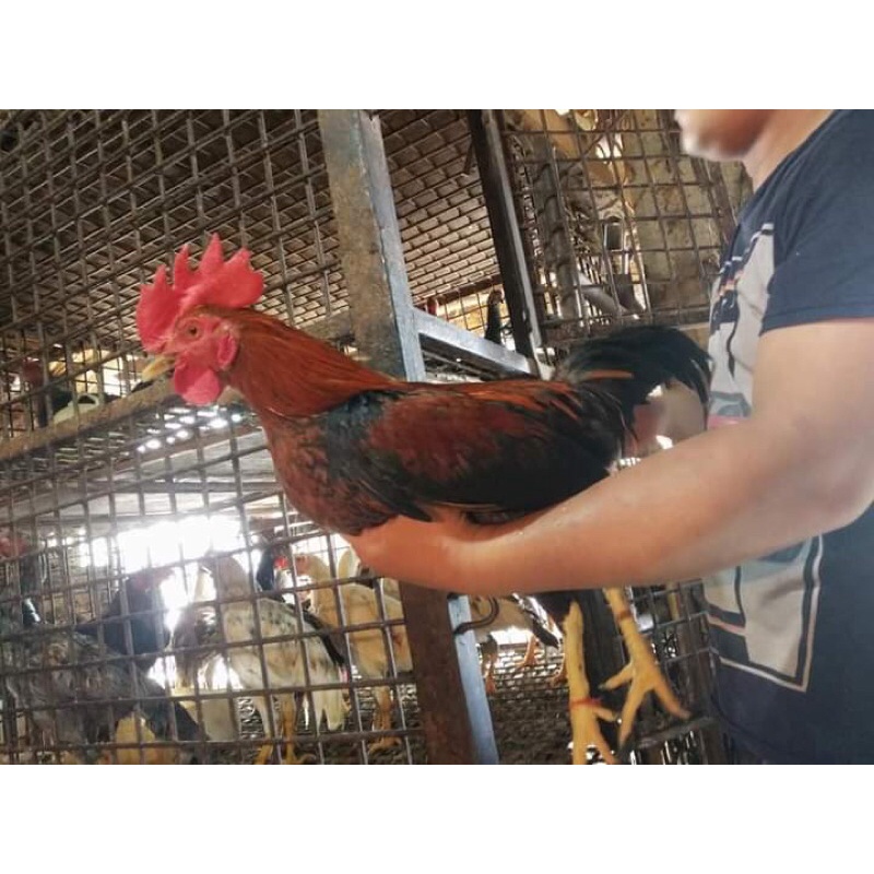 

Ayam kampung asli super