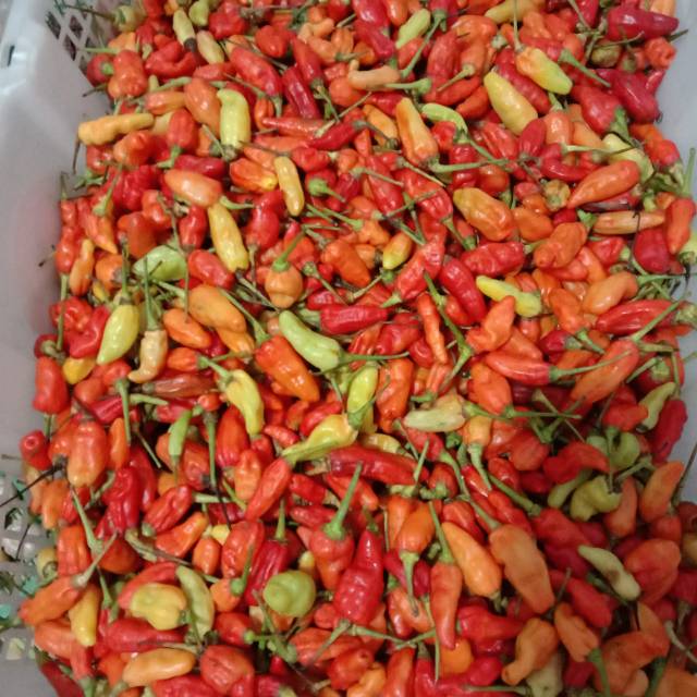 

Cabe rawit merah