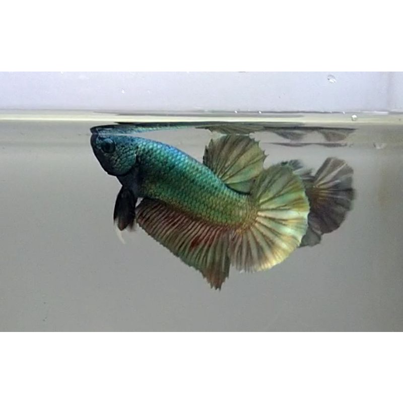 Avatar Cooper Gold (Besgel)