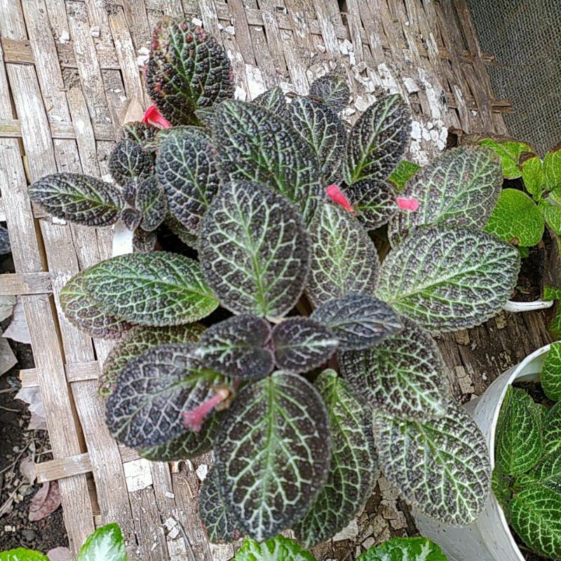 Episcia Karlyn (Bunga Merah)