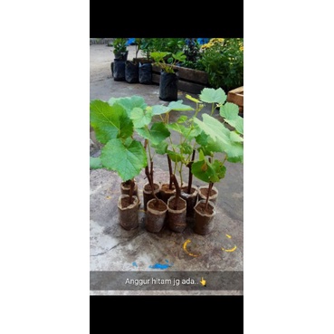 anggur lokal warna hitam