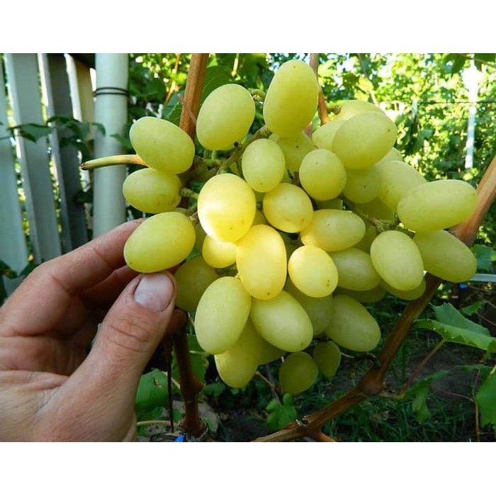 bibit anggur import Landysh