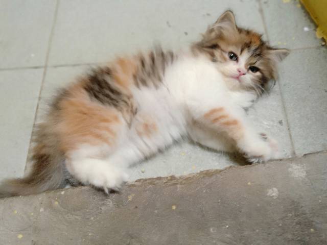 Jual Kucing Persia Calico Cek Harga Di Pricearea Com