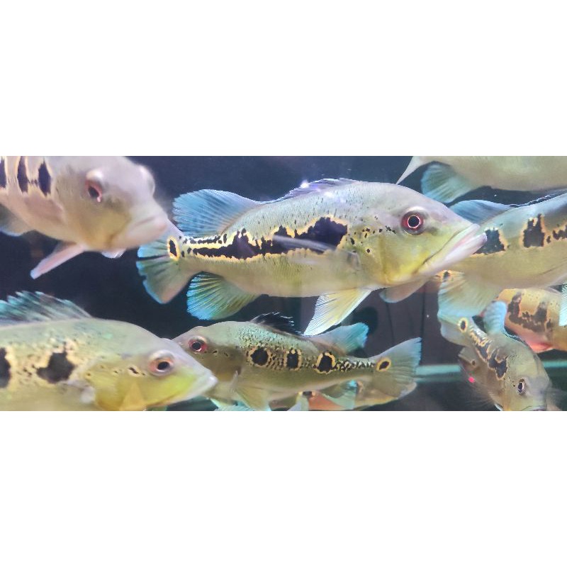 Jual Orinoco Spotline Peacockbass Orinoco Pbass Orinoco Cm Shopee Indonesia