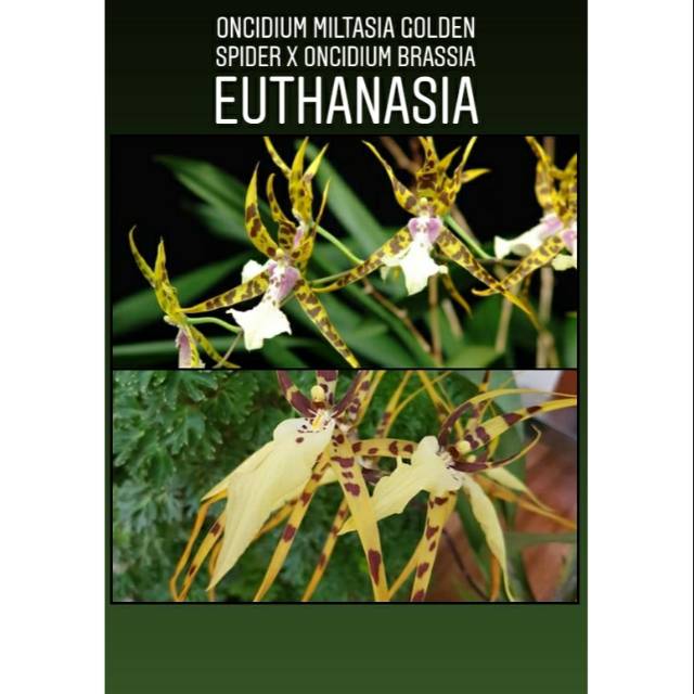 Seedling  silangan anggrek oncidium miltasia golden spider x oncidium brassia euthanasia