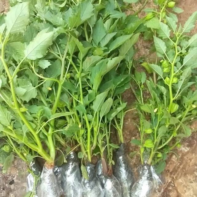 Pohon Ciplukan - Bibit Tanaman herbal pohon ciplukan / Cecendet