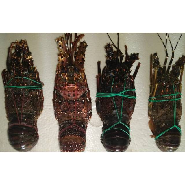 

Lobsters Beku
