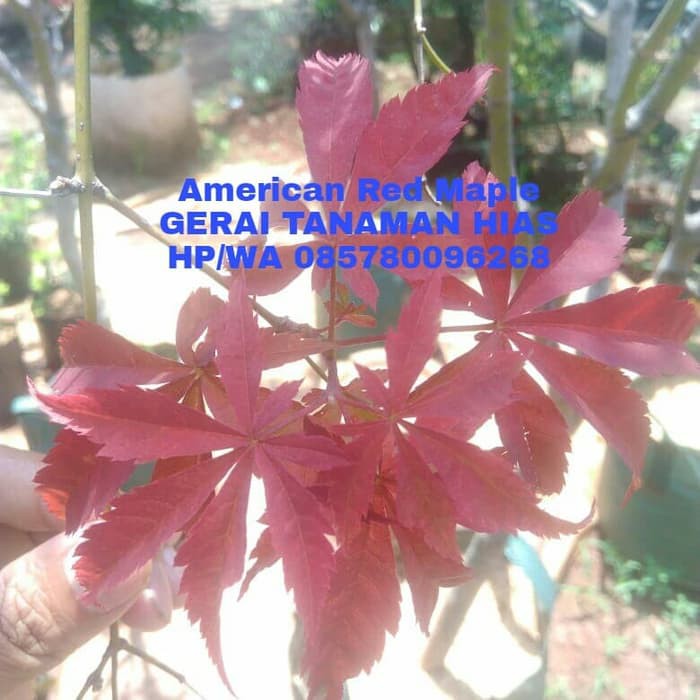Pohon American Red Maple/Maple Amerika Daun Merah