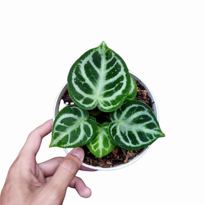 Kuping Gajah Silver Blush Mangkok Tanaman hias Anthurium