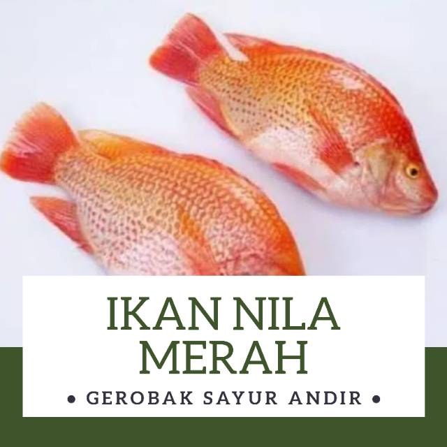 

IKAN NILA MERAH FRESH /500gr