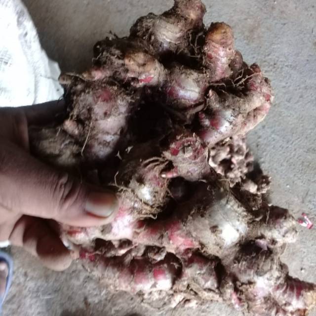 

ZANJABIEL" PUSAT JUAL BELI & PUSAT BUDIDAYA JAHE KILOAN