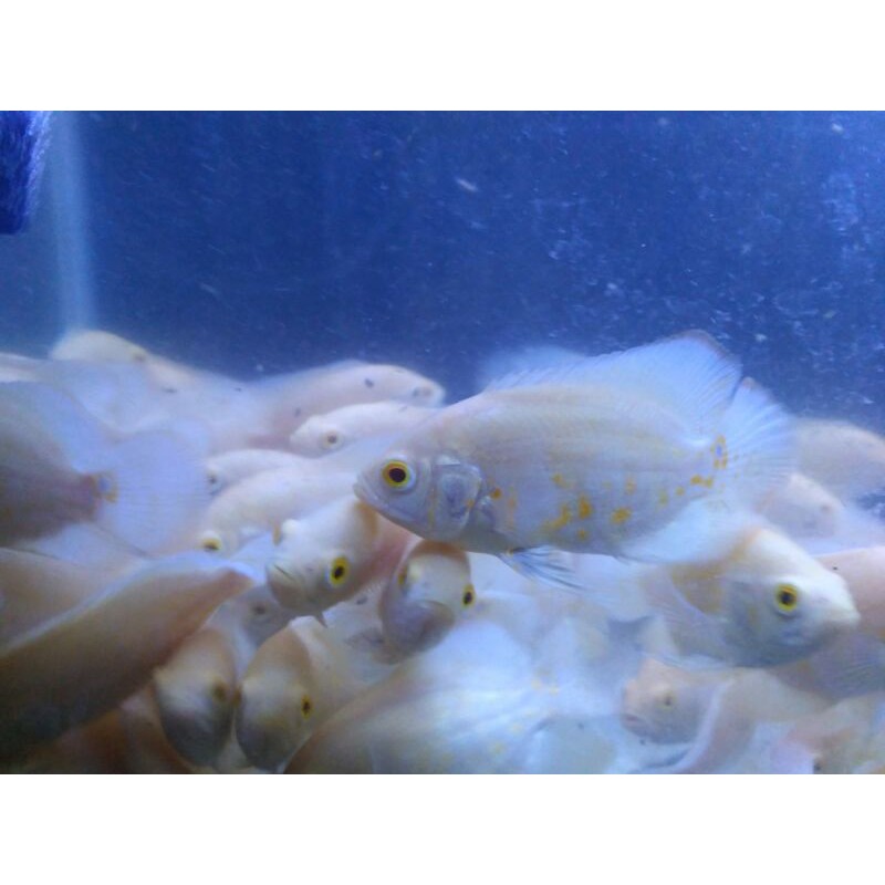 Oscar Albino Tiger marking