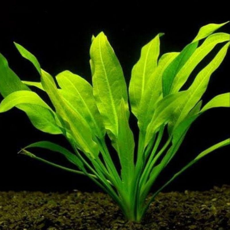 echinodorus amazonicus