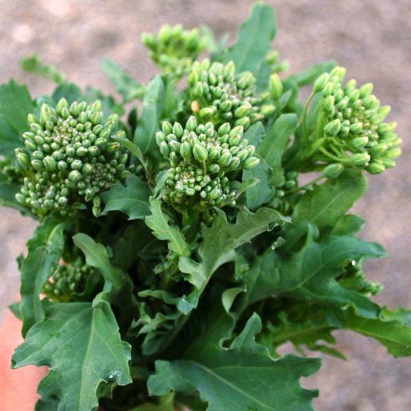 Benih Bibit Biji - Broccoli (Spring) Raab Rapini Brokoli Mini Brassica rapa var. Ruvo Seeds - IMPORT