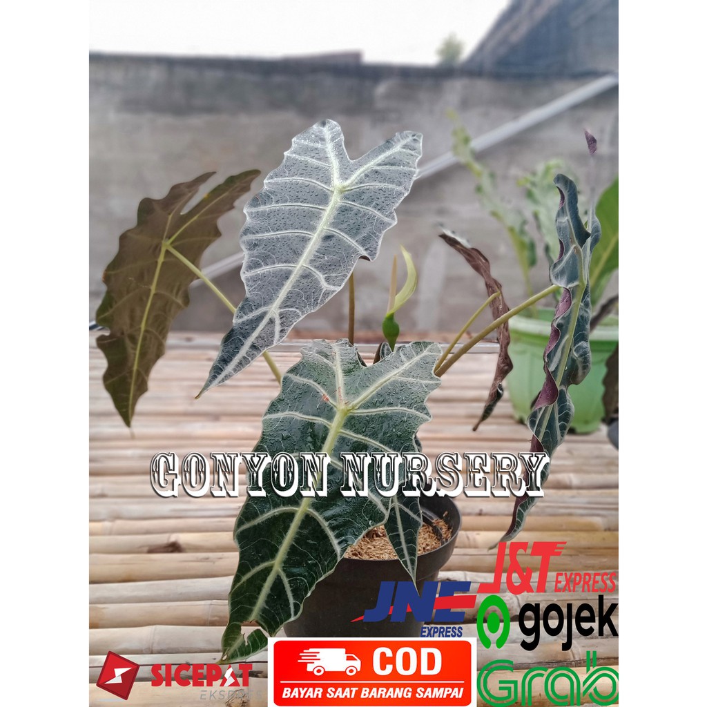 tanaman hias keladi tengkorak amazon caladium Besar Indukan Dewasa