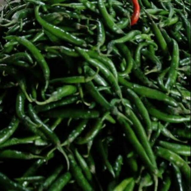 

Cabe kriting hijau