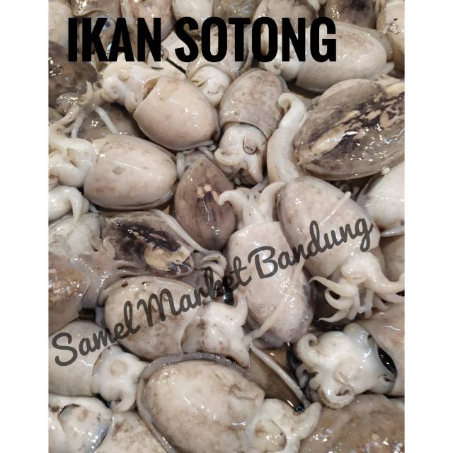 

Ikan Sotong