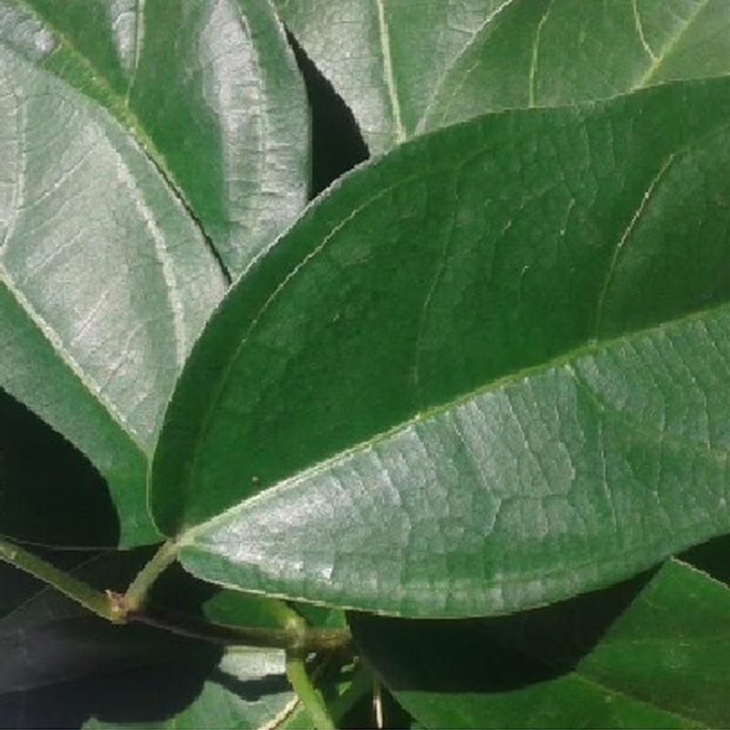 

DAUN CINCAU PERDU DAUN TAHULU SEGAR 500 GRAM