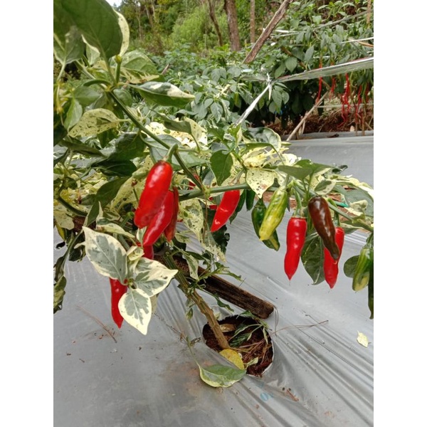 Biji Cabe Hias Varigata Fish Pepper isi 10 butir