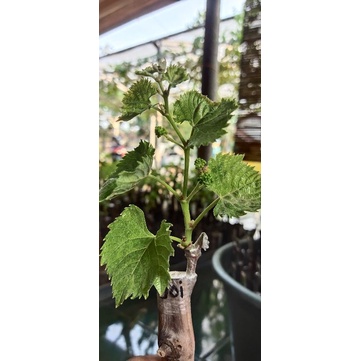 BIBIT ANGGUR IMPORT BERBUNGA JENIS JOY SEEDLES