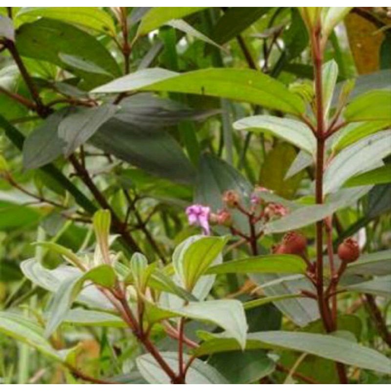 

Daun Senggani Daun Harendong 500 Gram