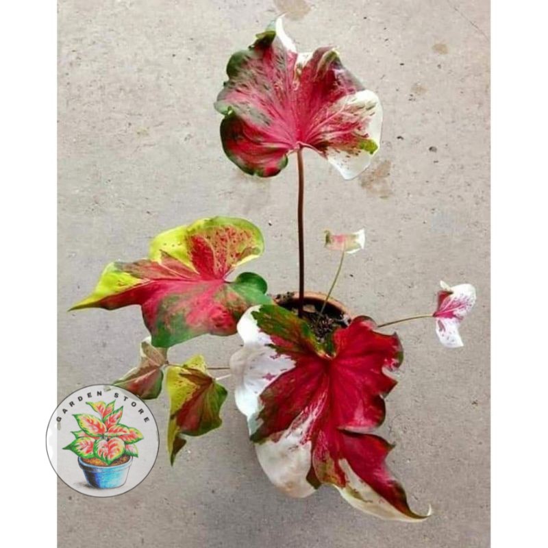 Umbi Caladium nopakau - keladi hias NPK Hybrid import thailand