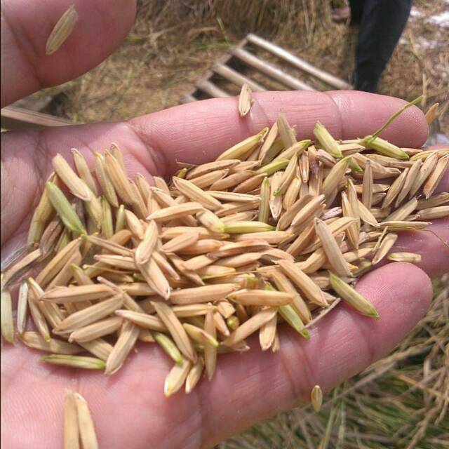 Benih Padi Basmati Baroma Super 1 Kg Beras Super Panjang ~ Padi Basmati di Indonesia yang 100% Tahan