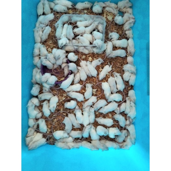 tikus putih/mencit jumper pakan reptil