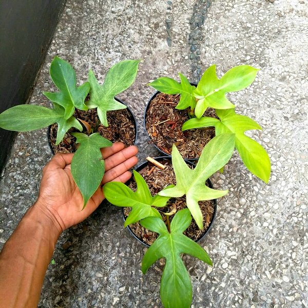 READY Tanaman Bunga Philodendron Florida Ghost Tanaman Hias Florida Ghost Berkualitas