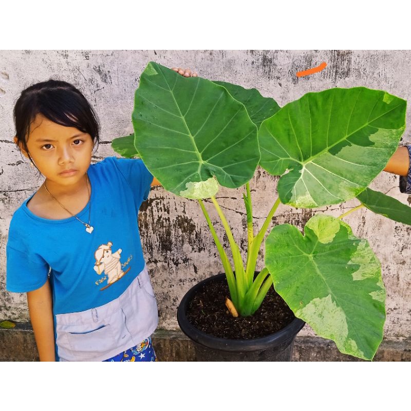COLOCASIA GIGANTEA WHITE VARIGATA