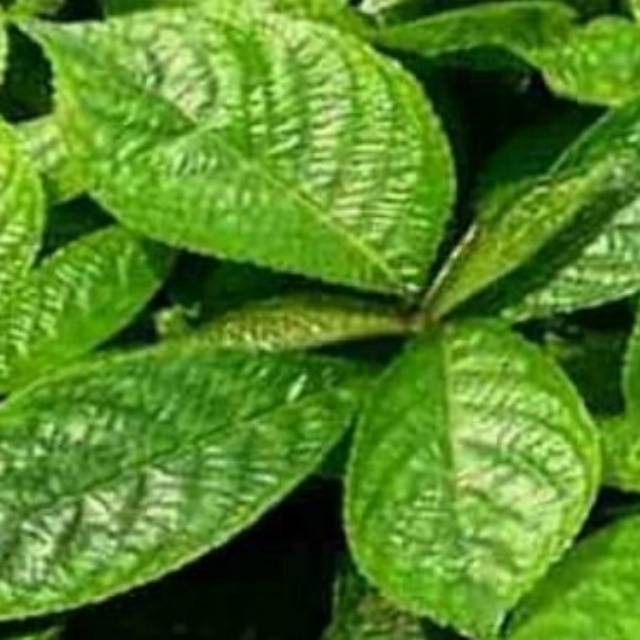 

Daun keji beling 500gr pecah beling segar obat herbal alami