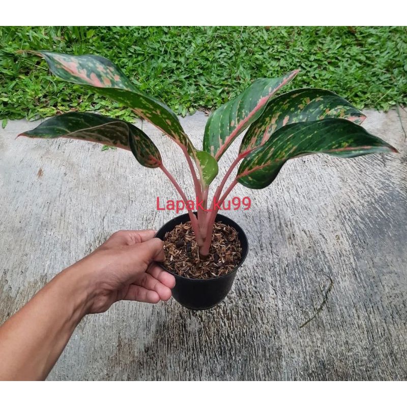 [ FIX ORDER ] AGLONEMA GATOT KACA SIAP PAJANG [ DEWASA ]