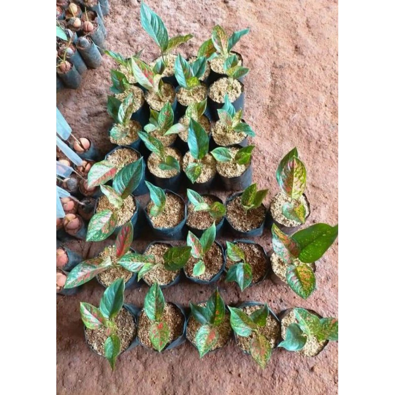 Aglonema Venus Dewasa