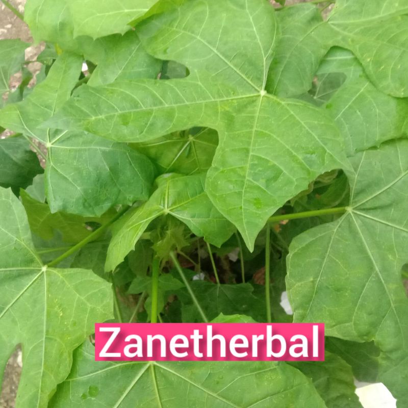 

Daun gedi segar langsung petik 500 gram-az