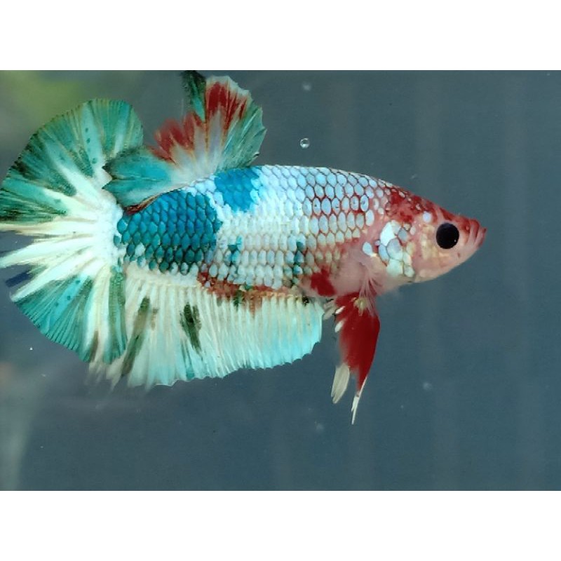 Ikan Cupang/Betta Fish/Ikan Cupang Multicolor