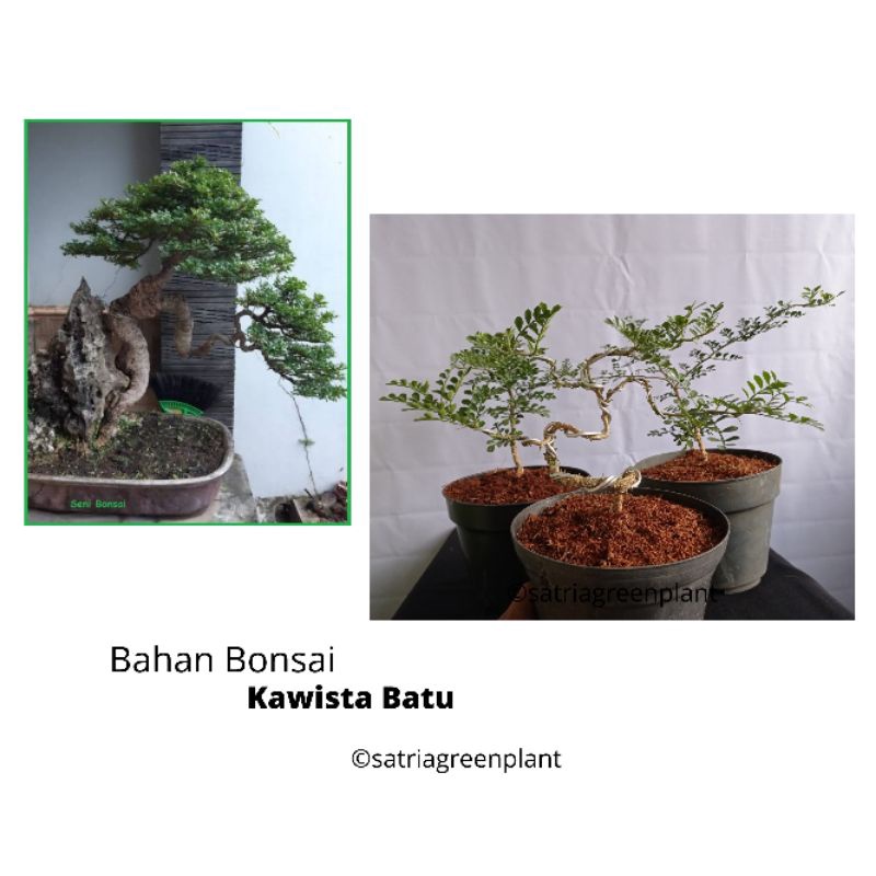 Bahan Bonsai Kawista Batu