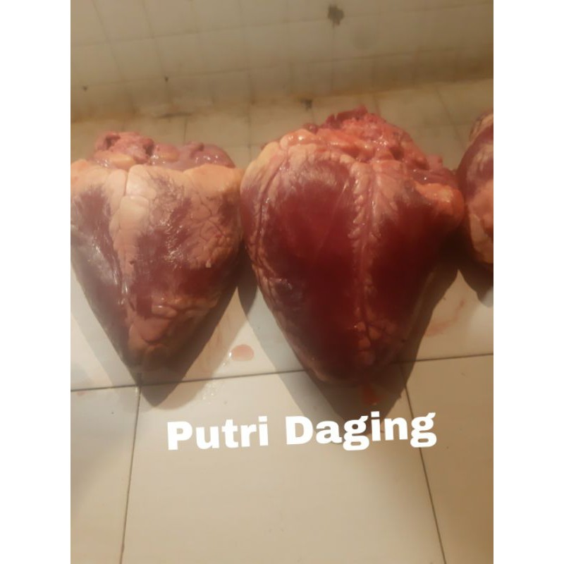 

Jantung Sapi