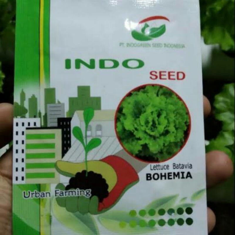 selada bohemia repack