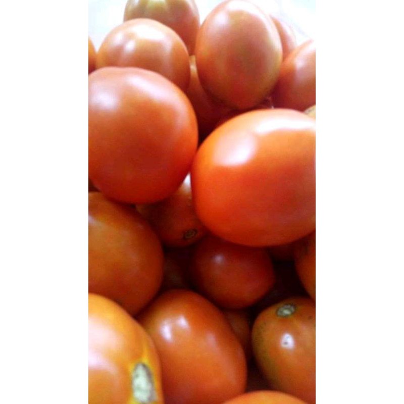 

tomat segar 500gm