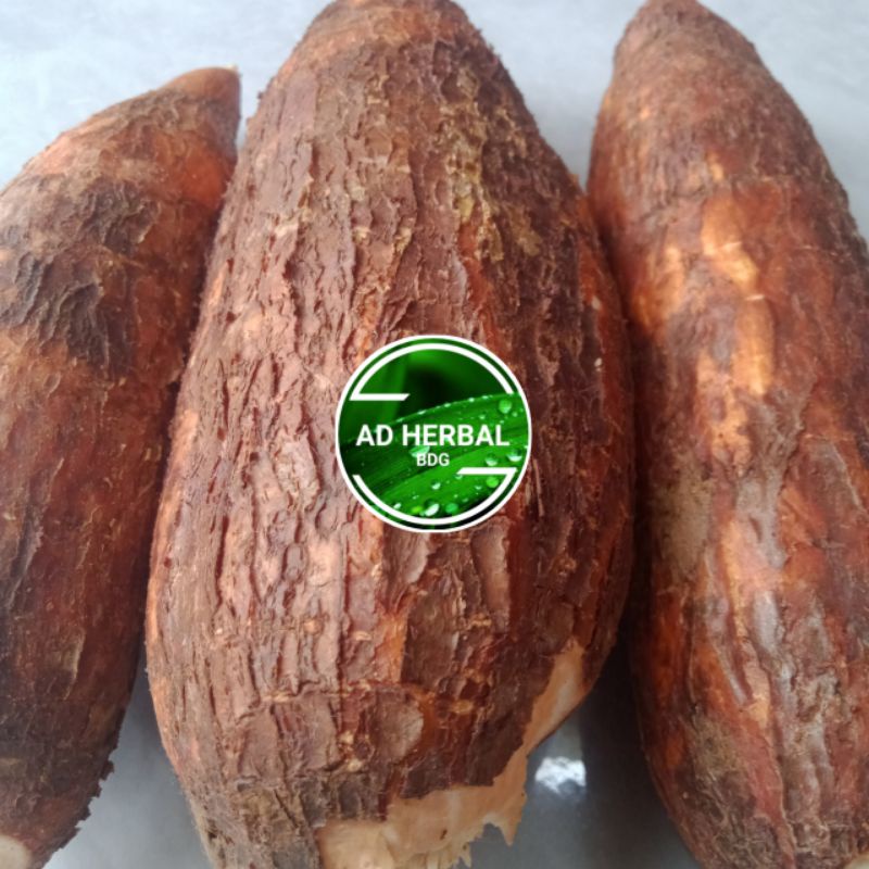 

Singkong Racun Sapi Kuru Segar 1Kg