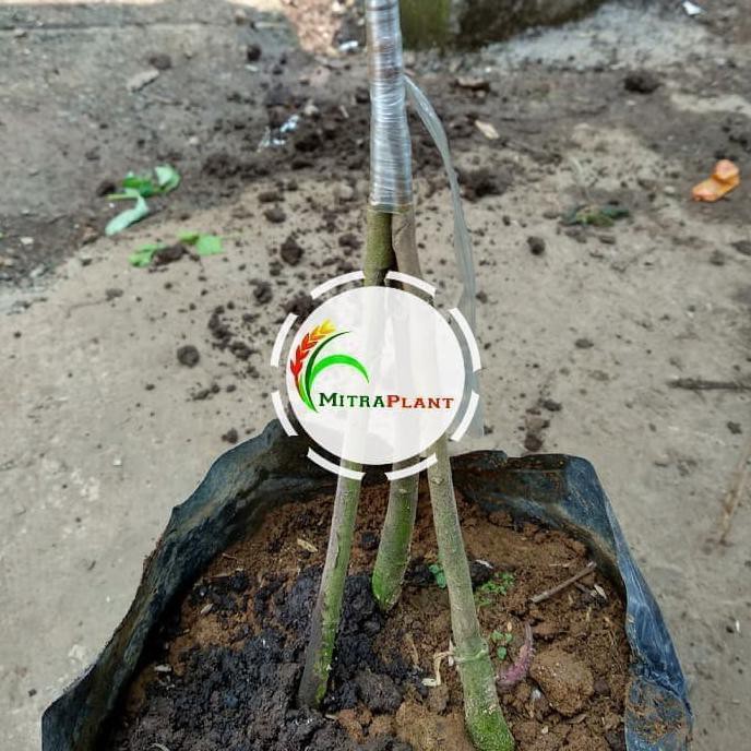 Bibit Pohon Durian Bawor Kaki Tiga(3) - Tanaman Buah Duren Bawor Pnp
