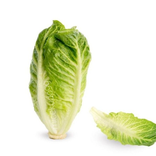 

BABY ROMAINE LETTUCE 500 GRAM FRESH / SELADA BABY ROMANA / COS
