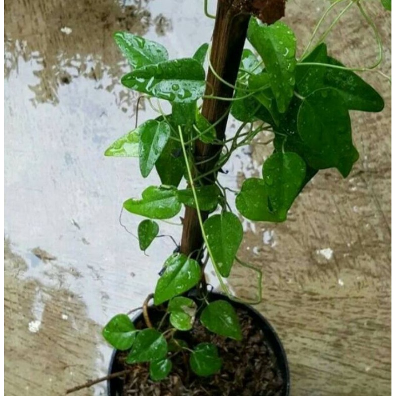 bibit cincau hijau rambat cincau jelly