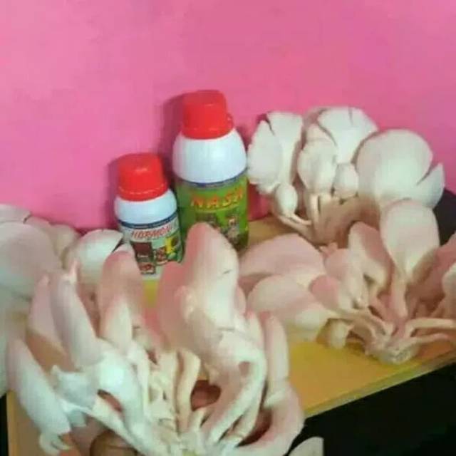 PAKET PUPUK BUDIDAYA JAMUR TIRAM
