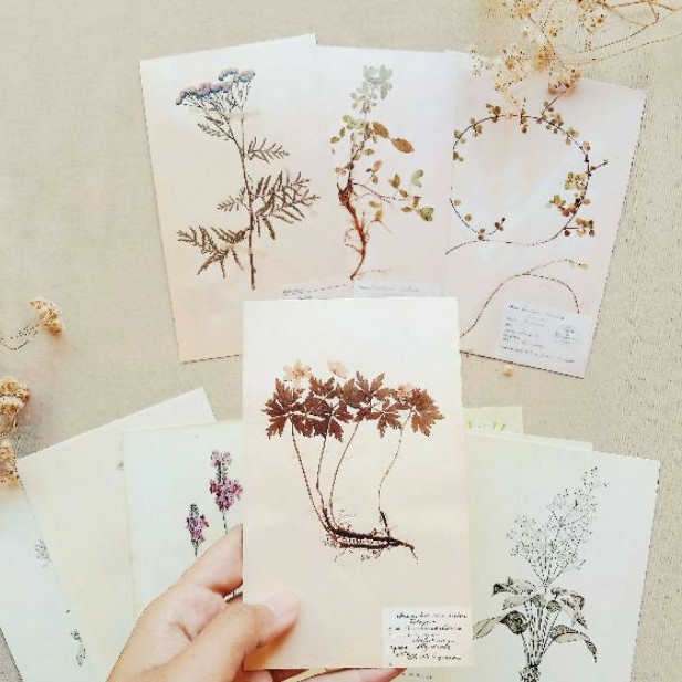 

BOTANICAL CARD- SEELOTIPIN