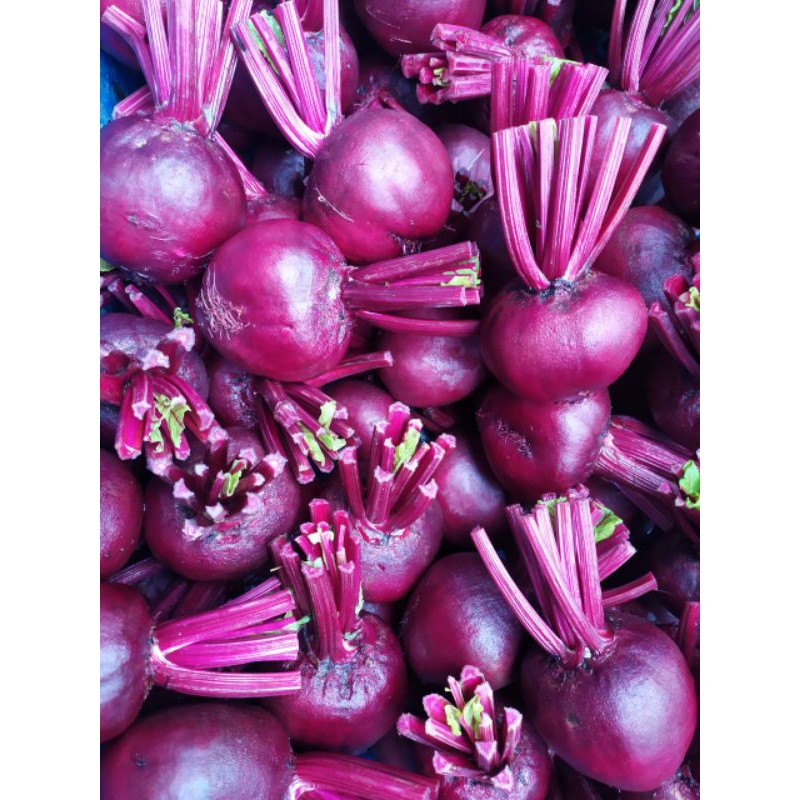 

Buah Bit / Beetroot 1 Kg Fresh Langsung Dari Kebun