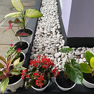 Pupuk Nutrisi tanaman hias