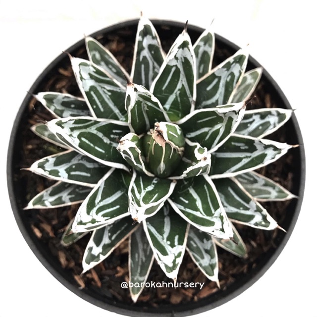 Tanaman Agave - Agave Himeson no Yuki