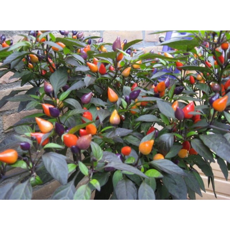 Benih/seeds cabe bolivian rainbow